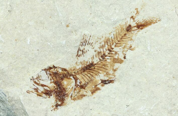 Bargain, Cretaceous Fossil Fish - Lebanon #70006